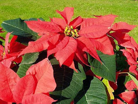 LA PLANTA DE NAVIDAD ESTRELLA FEDERAL O POINSETTIA