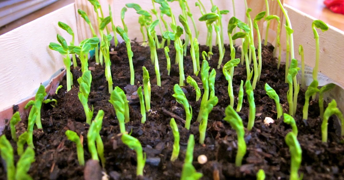 It's a Boy's Life On Growing Garden Peas