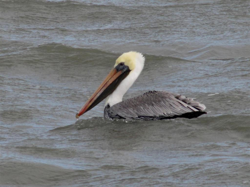 Viewing nature with Eileen Pelicans..White & Brown