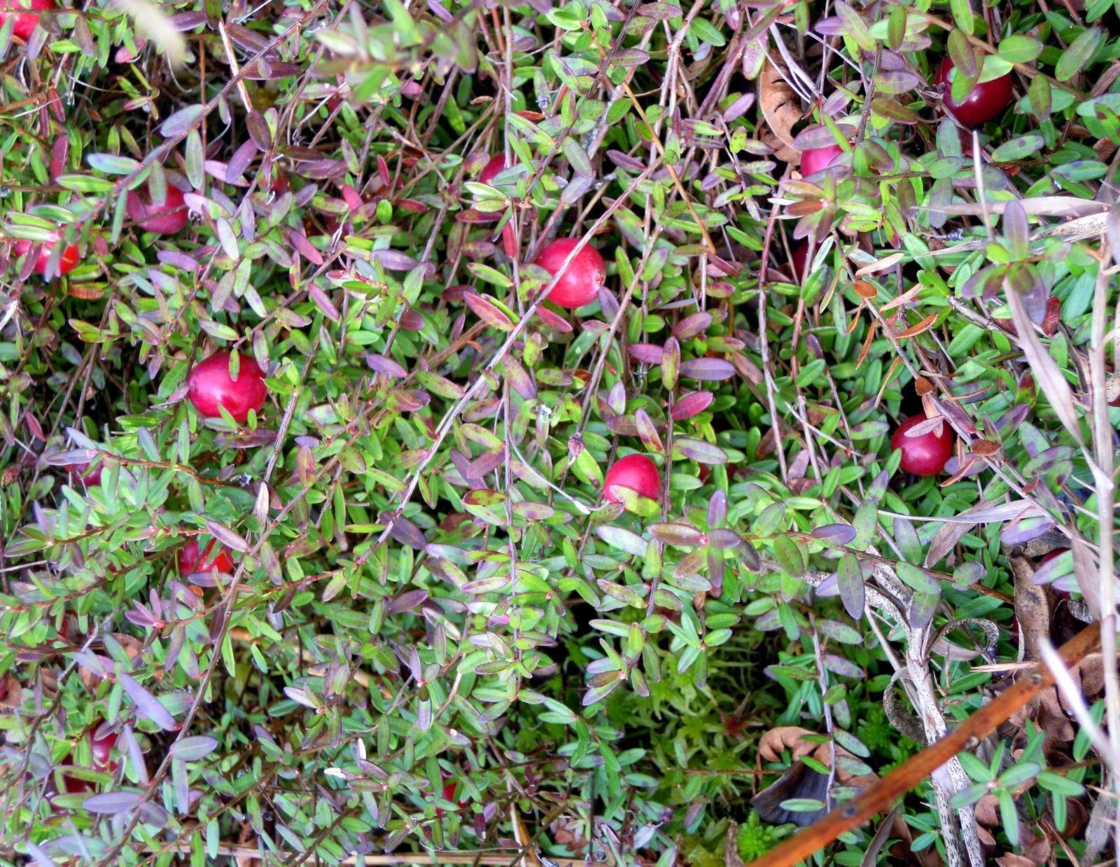 The Inconsequential Blogger Cranberries in the bog