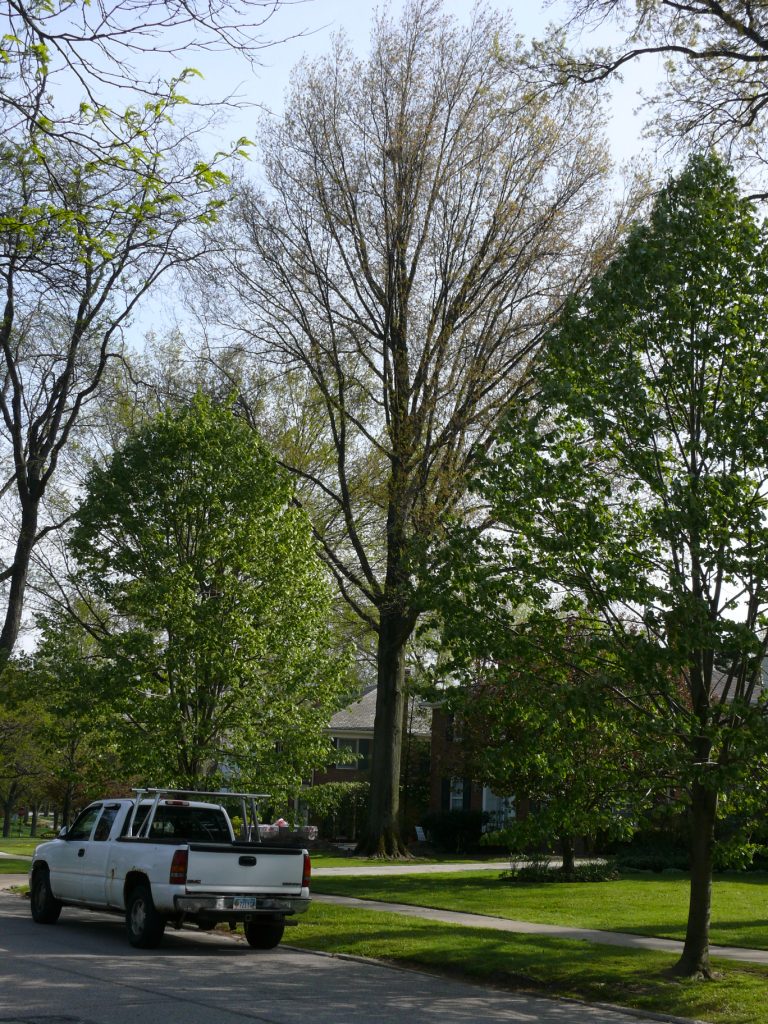 Ohio Birds and Biodiversity Fish Crow nests in Ohio!