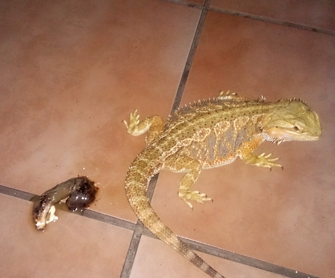 Bearded Dragon Care Bearded Dragon Health and Diseases Page 2