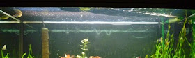 voile blanchâtre à la surface de l'aquarium