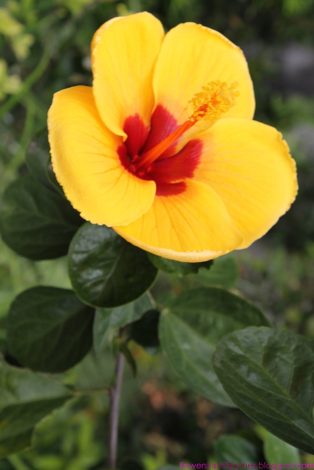 FLOWERS IN THE PHILIPPINES Hibiscus as Gumamela Yellow Red Color
