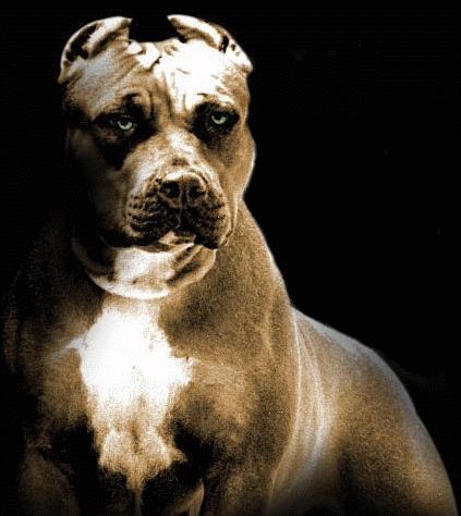 pitbull prayer dog pitbull prayer dog