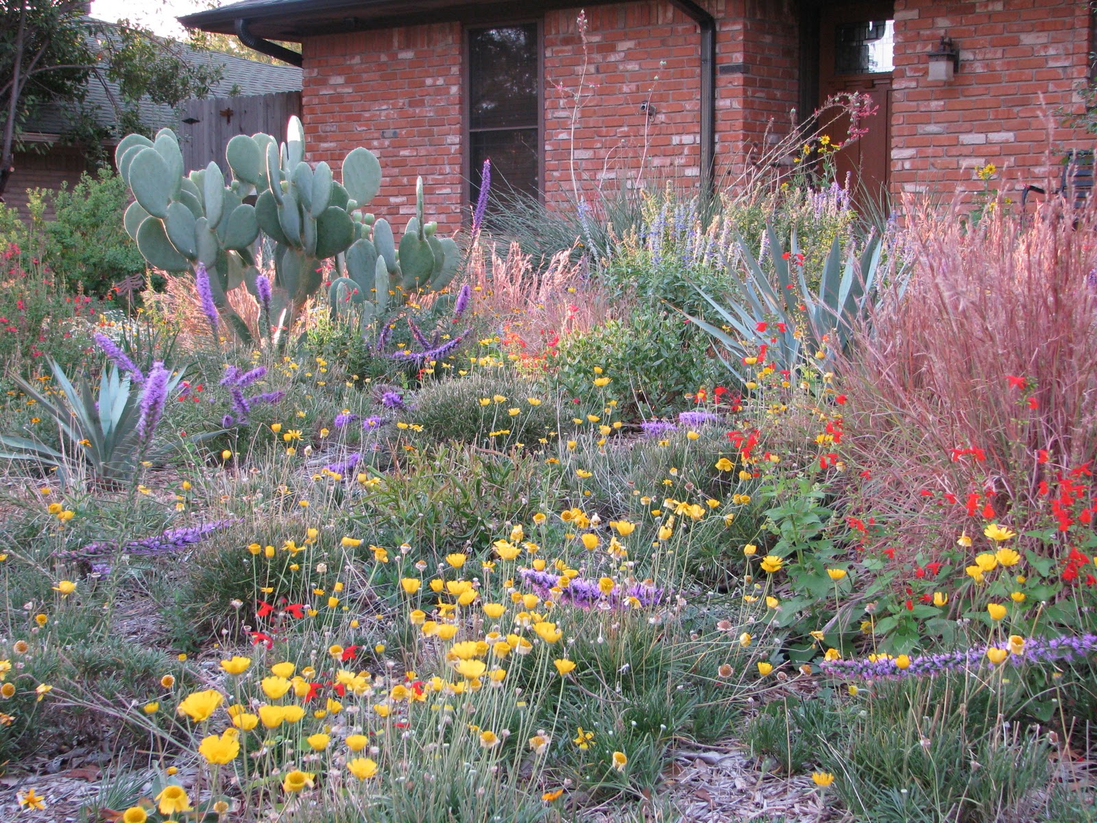 Plano Prairie Garden: Summer of 2011 Winners and Losers