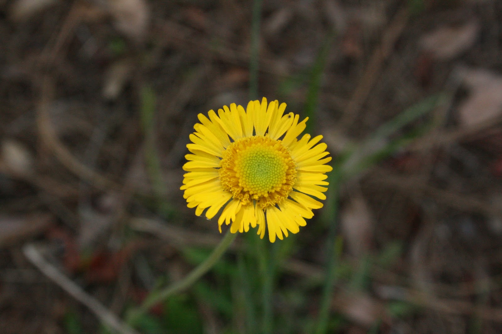 Native Florida Wildflowers Southeastern Sneezeweed Helenium pinnatifidum