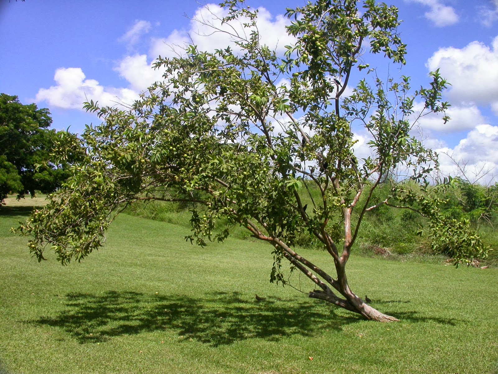 Barbados Flora & Fauna Guava Trees (Psidium guajava)