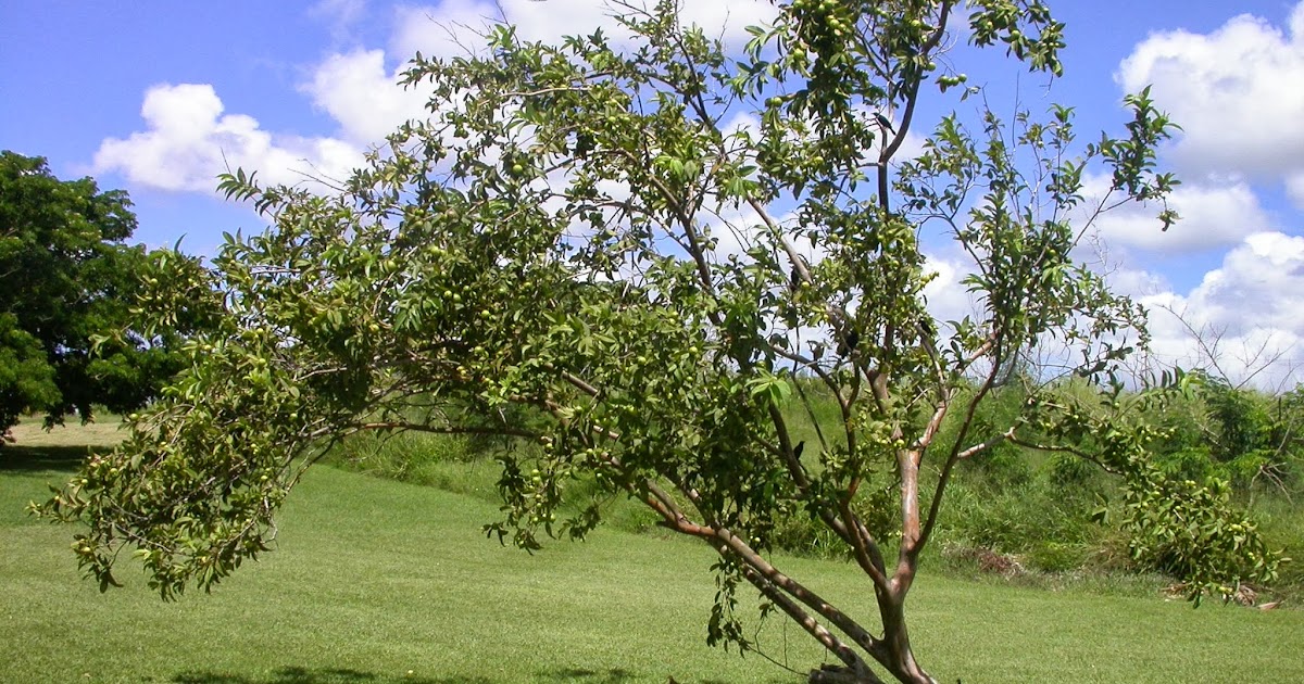Barbados Flora & Fauna Guava Trees (Psidium guajava)