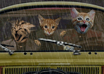 Topic des chats - Page 18 Animated+005