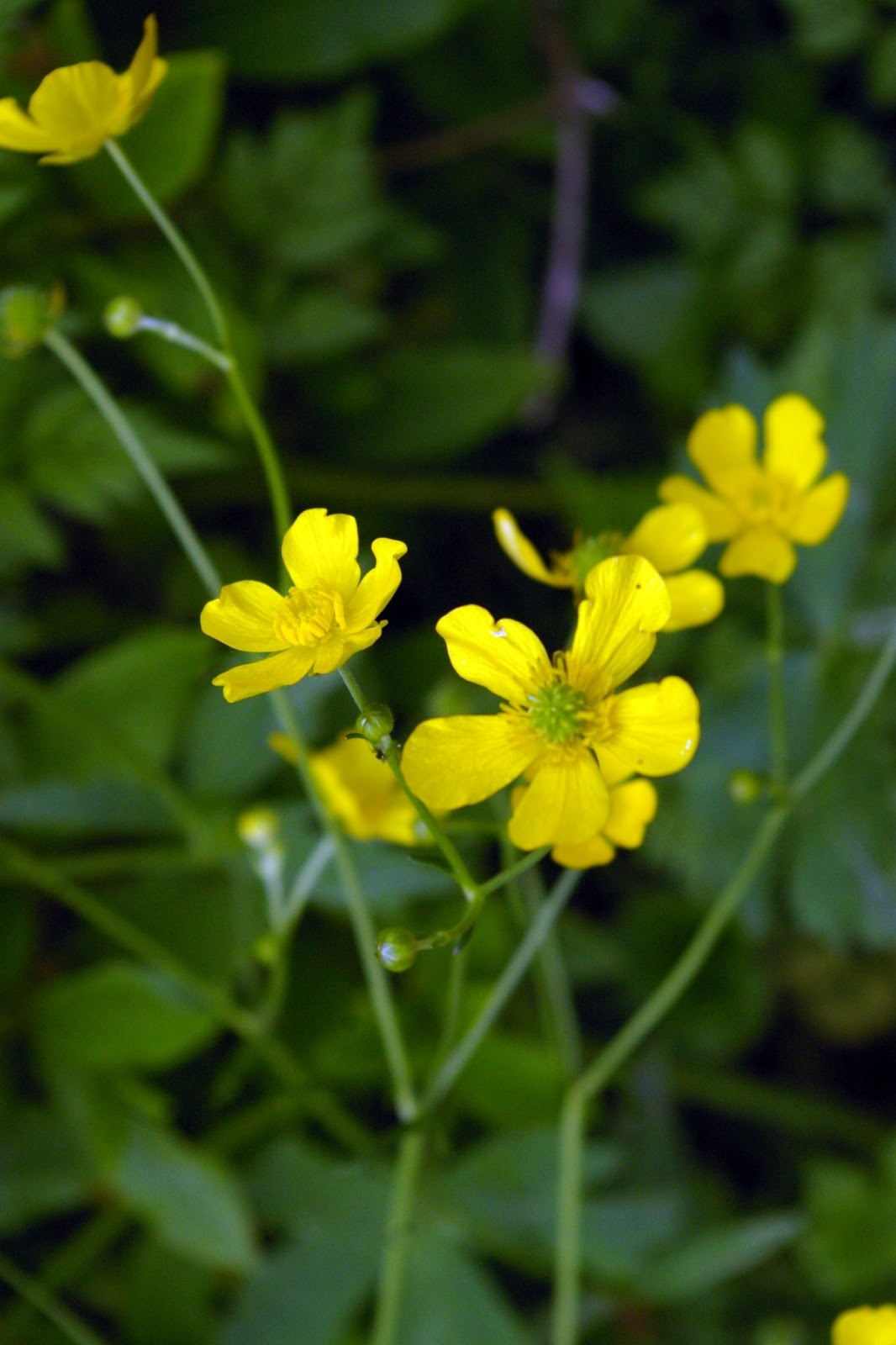 Misasiblog ぶらり みちくさ 道草