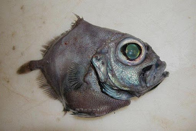 Weird Fish Seen On www.coolpicturegallery.us