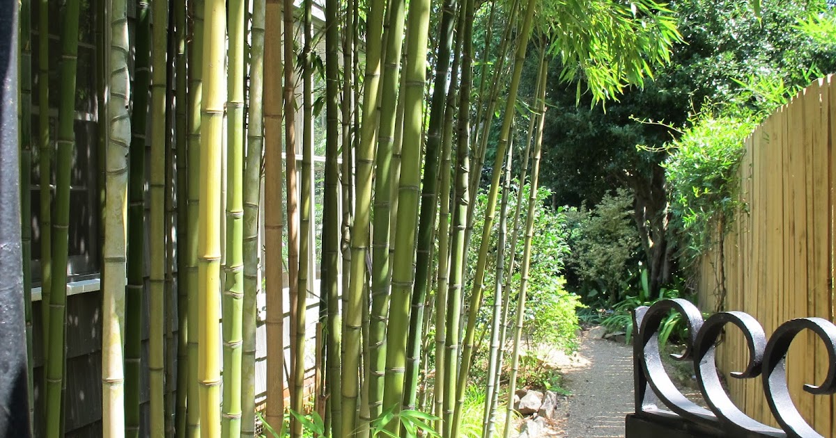 May Dreams Gardens