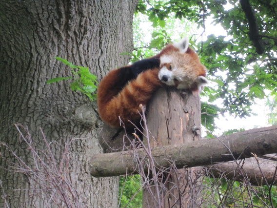 Sleepy red panda