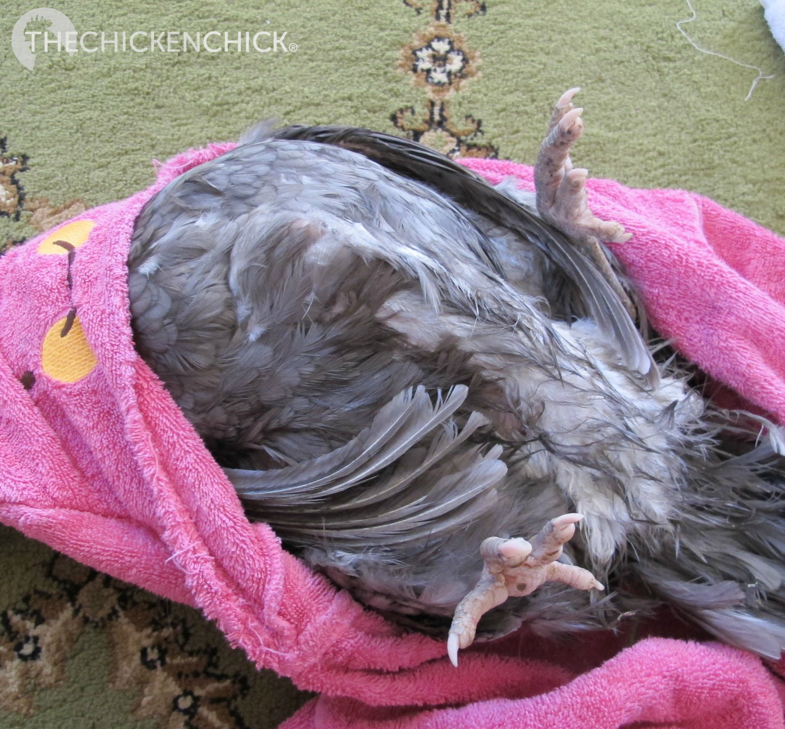 Prolapse Vent in Chickens Causes & Treatment. *Graphic Photos** The