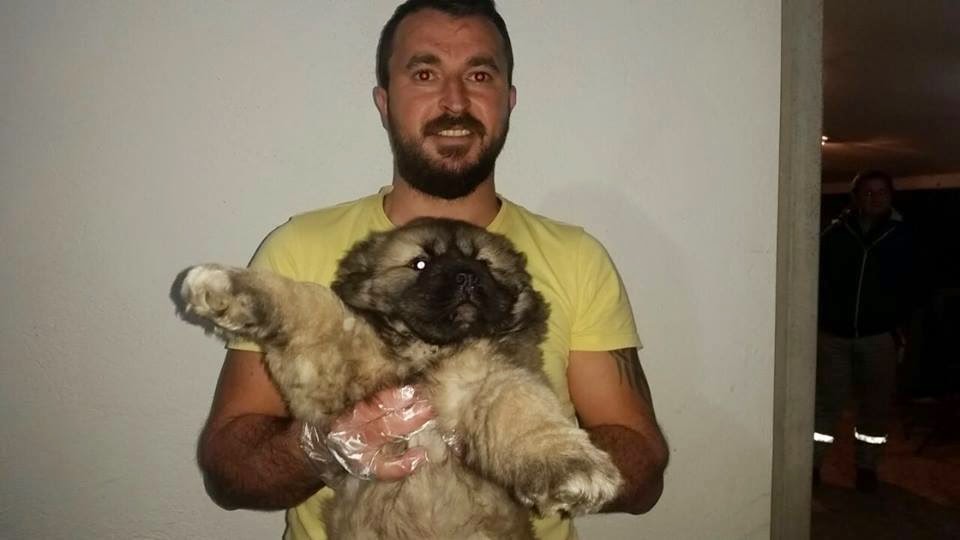 kafkas çoban köpeği satılık