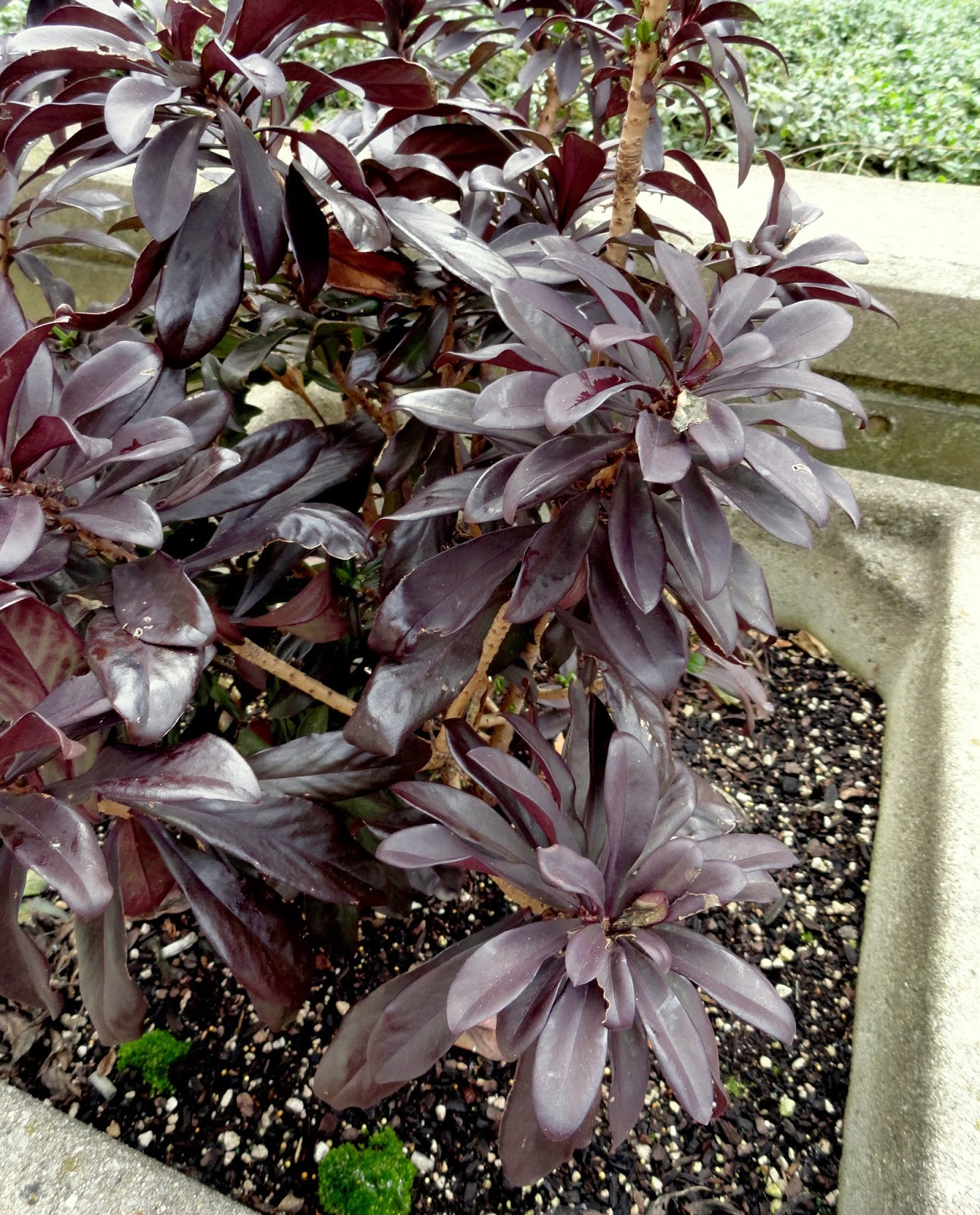 danger garden When my Amsonia hubrichtii grows up and other random things…