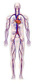 Medical Legal Demonstrative Evidence: The Circulatory System