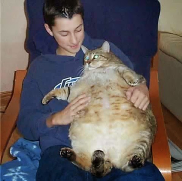 Fat Cat