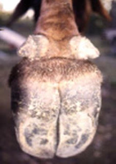 Camel Toe el único auténtico