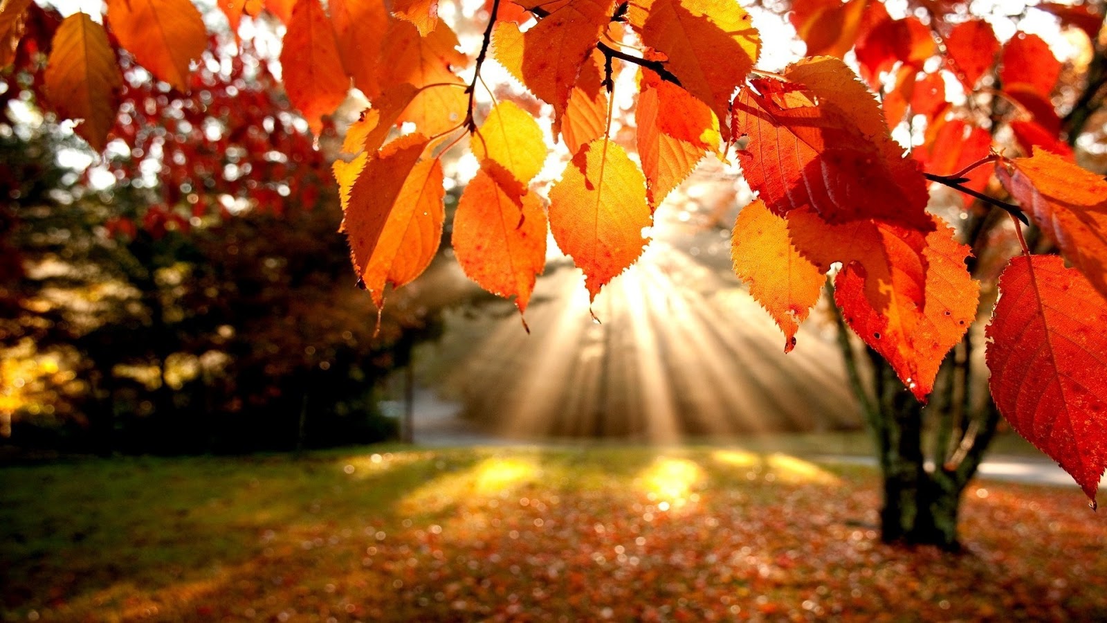 [Image: Autumn-Leaves-in-sunshine.jpg]