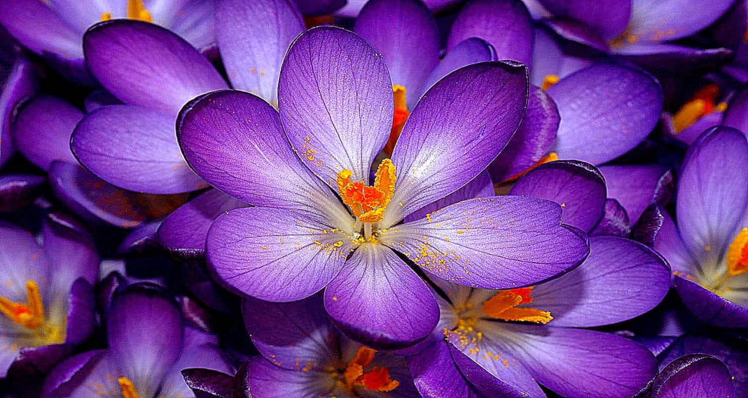 Beautiful Flowers Pictures For Facebook Background 1 HD Wallpapers Beautiful Flowers Pictures For Facebook Background 1 HD Wallpapers