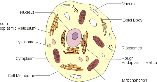simple animal cell labeled