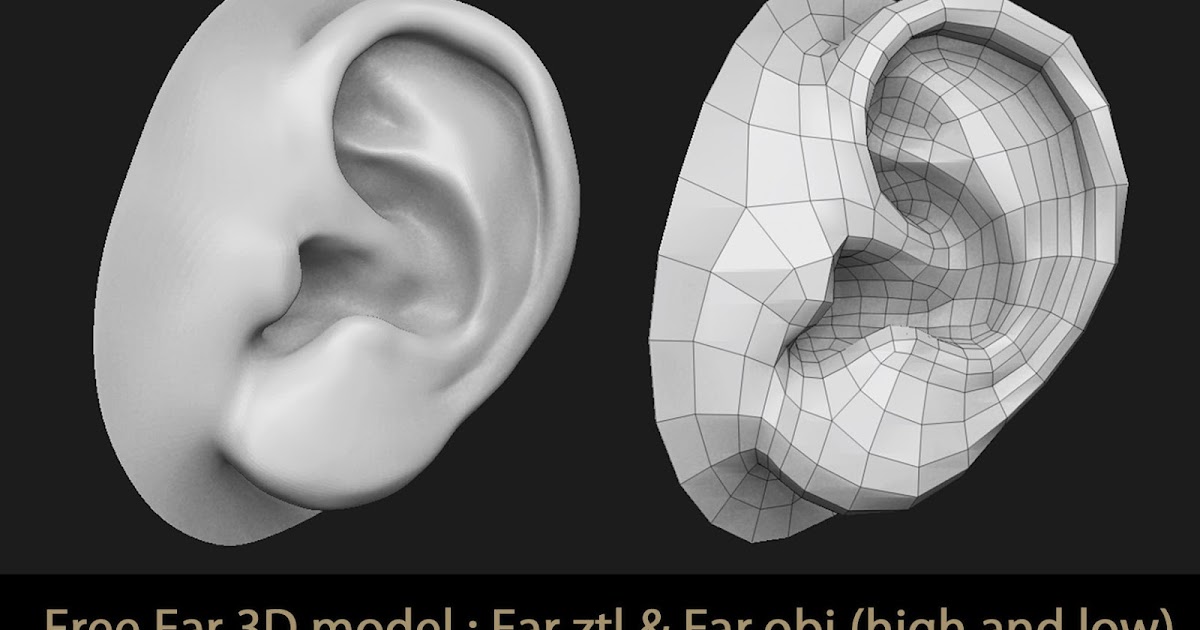 Shop for Ear Anatomy Models and Charts
