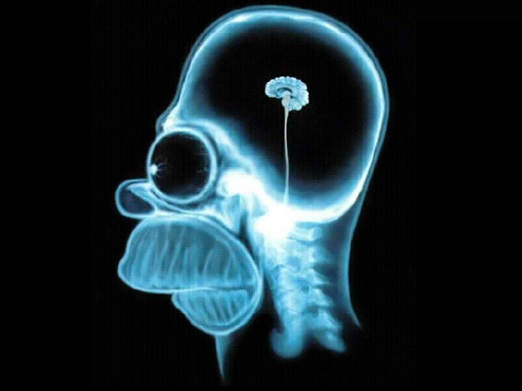 http://1.bp.blogspot.com/-4IZmWVSR-0Y/TWhjjfaSIpI/AAAAAAAAAVo/yzE_PFWwpmA/s1600/homer-simpson-wallpaper-brain-1024.jpg