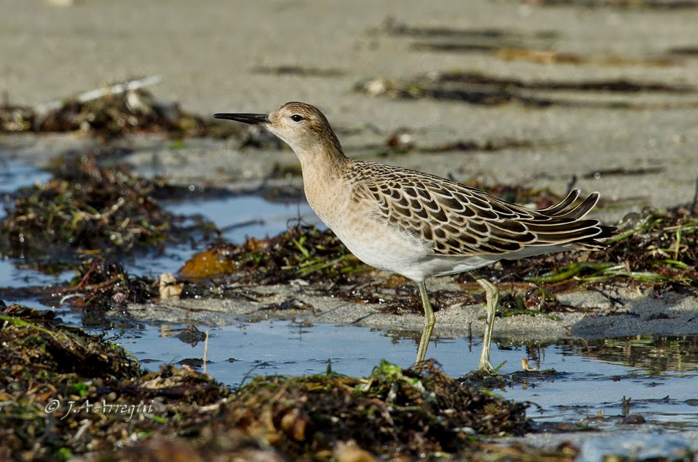 Combatiente, Philomachus pugnax, Ruff Combatiente, Philomachus pugnax, Ruff