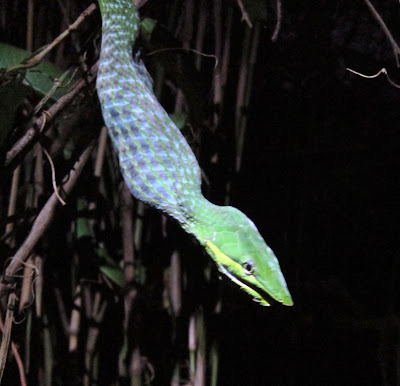 Green vine snake