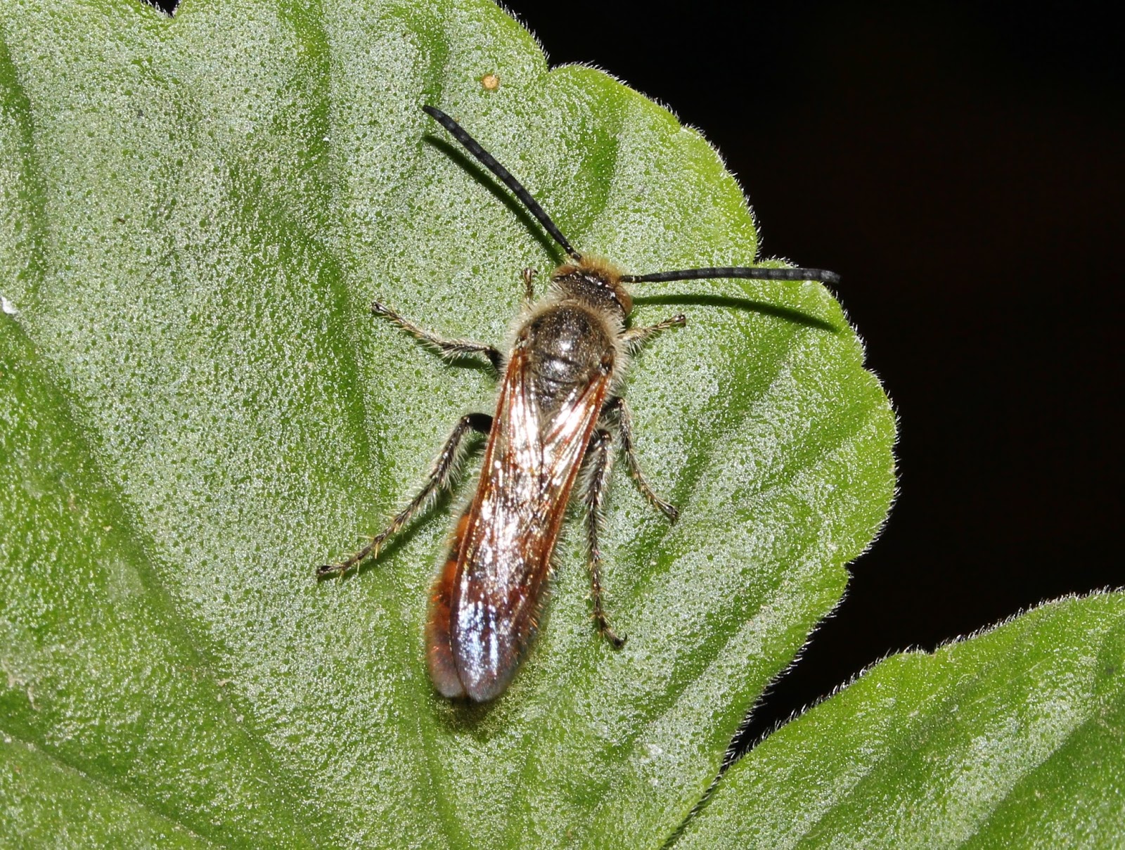 Biodiversity of Cyprus by NGO Protection of the Natural Heritage and