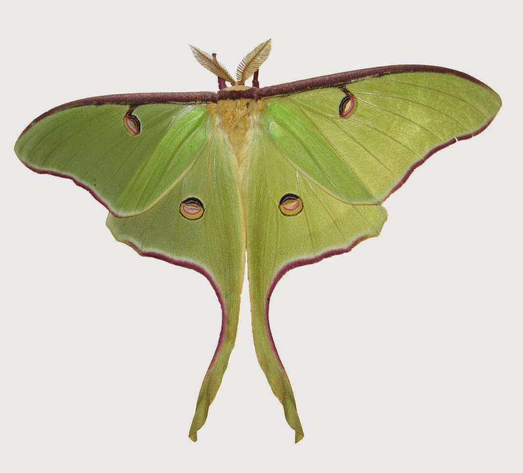 One species a day Luna moth
