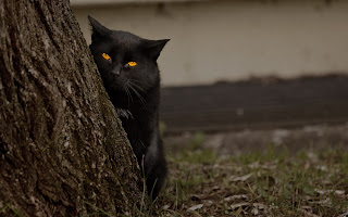 black cat photos hd