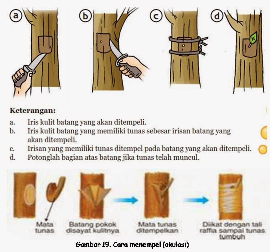 Cara Membudidayakan Tanaman Teknik Dan Cara Okulasi Pohon Mangga
