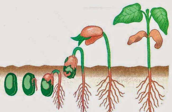 Pertumbuhan dan Perkembangan Tumbuhan ~ Rangkuman Pengetahuan Alam Lengkap