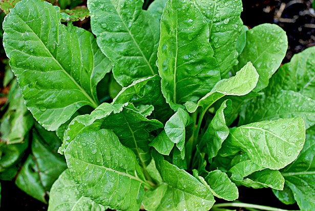 Palak Ke Faide In Urdu Spinach Benefits Palak Leaves & Juice - Urdu Hindi