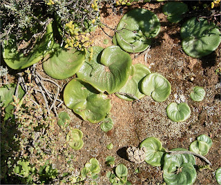 Eriospermum zeyheri leaves