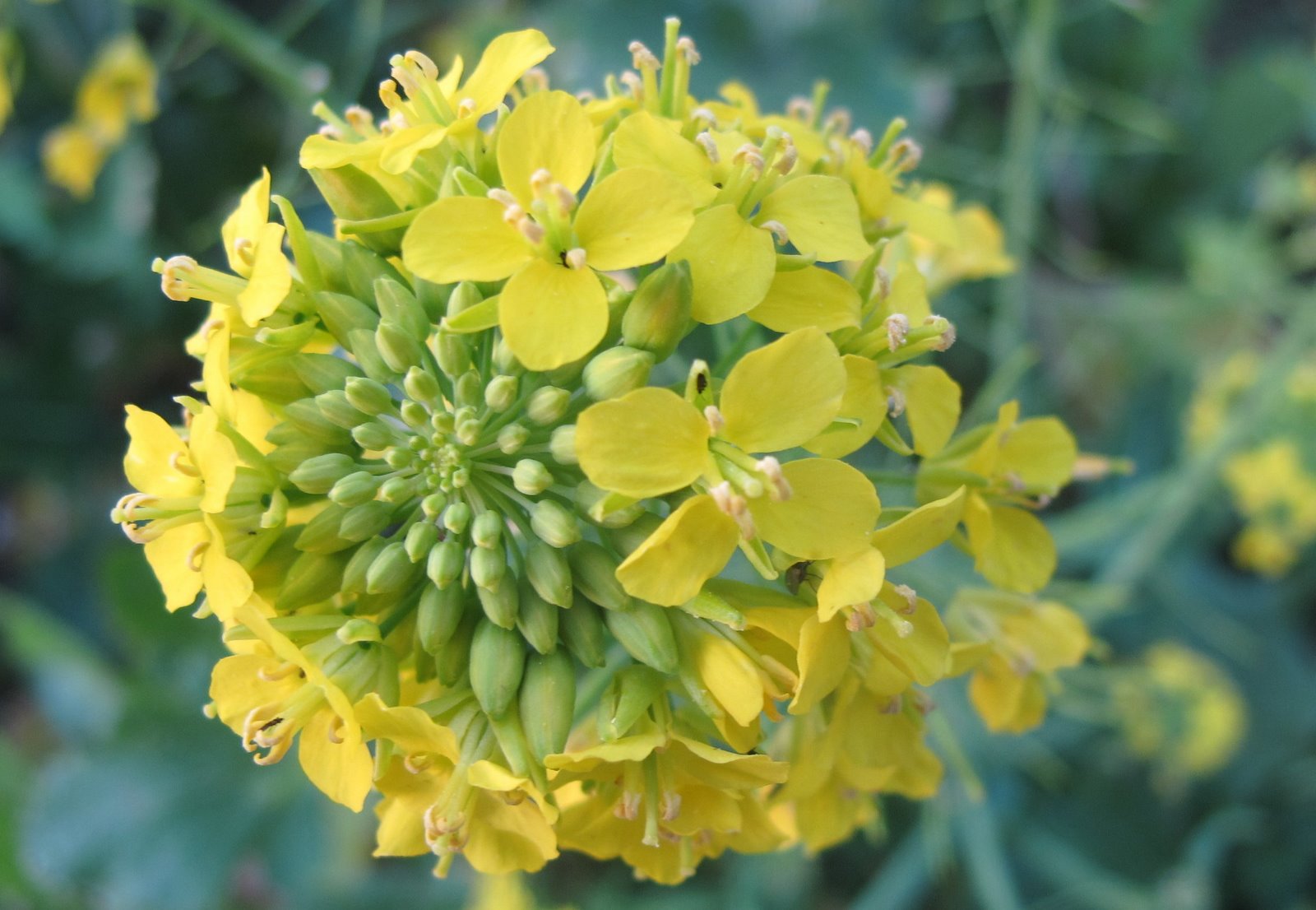 FLORA NEL SALENTO e.. anche altrove Brassica rapa L. subsp. sylvestris