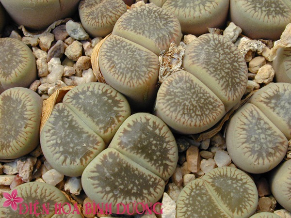 [Image: Tu-tay-trong-hoa-thach-lan-dep-trang-tri...viec-9.JPG]