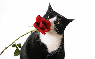 Black cat with Flower