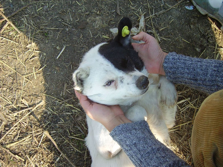 Gremline la adapostul Glina, 2006/ Gremline at Glina shelter, 2006