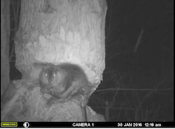 Beaver Tree Videos