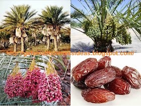 Date Palm Farming Business