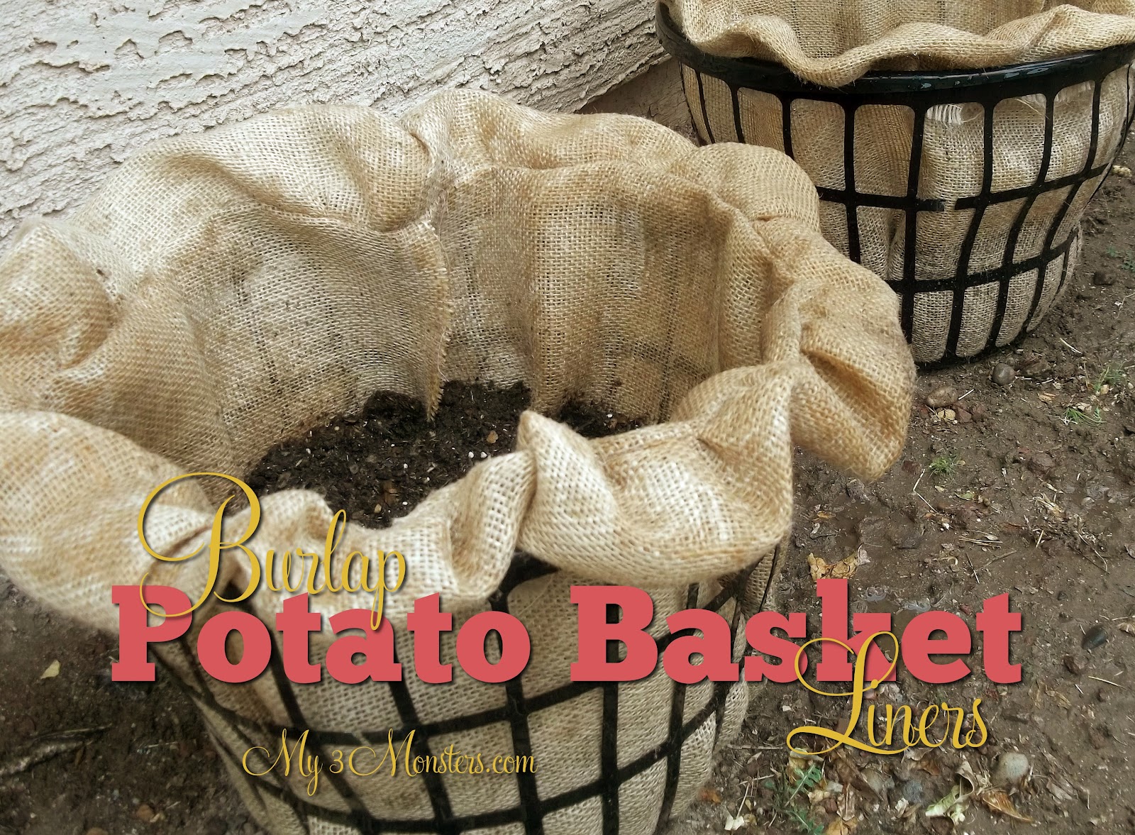 Growing Potatoes in a Laundry Basket