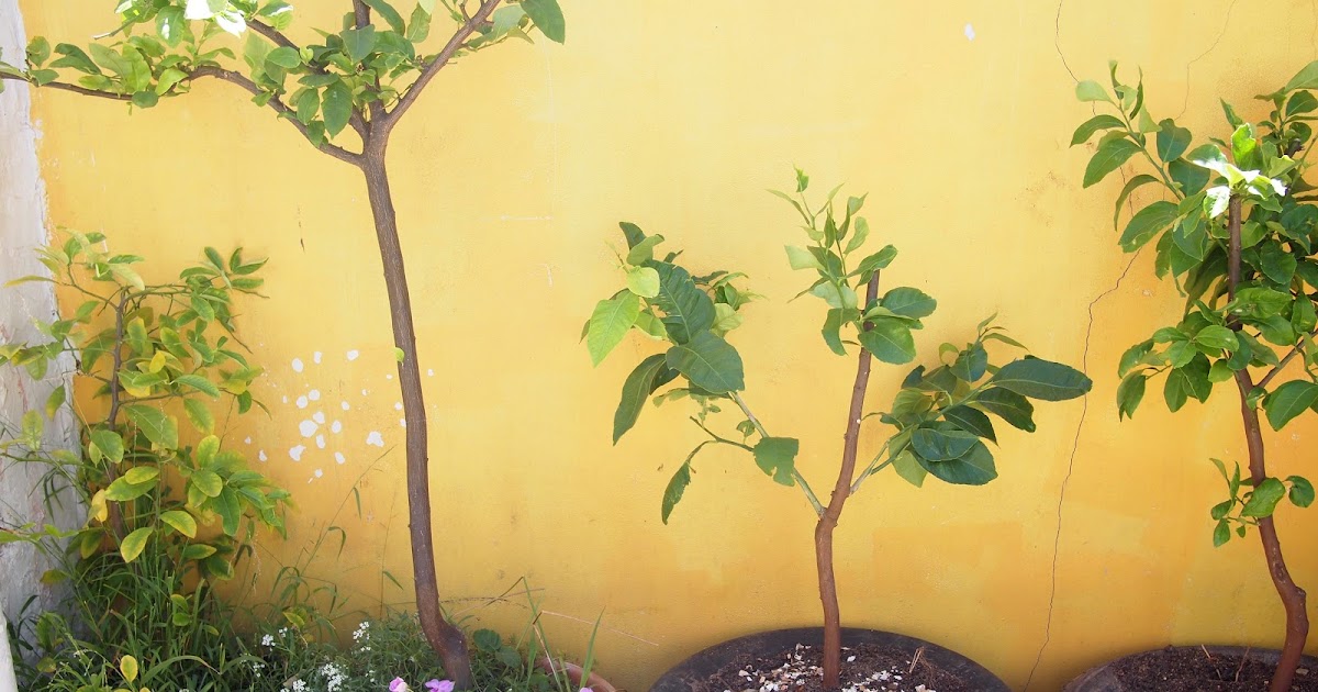 The Concrete Gardener Pee for Lemon Trees