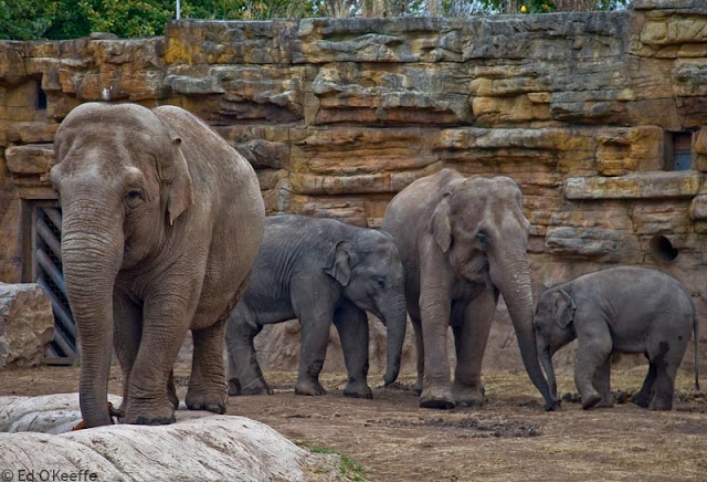 asian elephant family