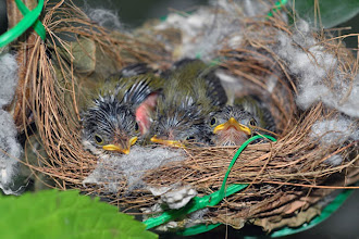 A Bird Nest - Three is a Crowd