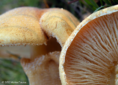 Frosty fungi. Frozen friends. Alaskan Gold (Phaeolepiota aurea) 