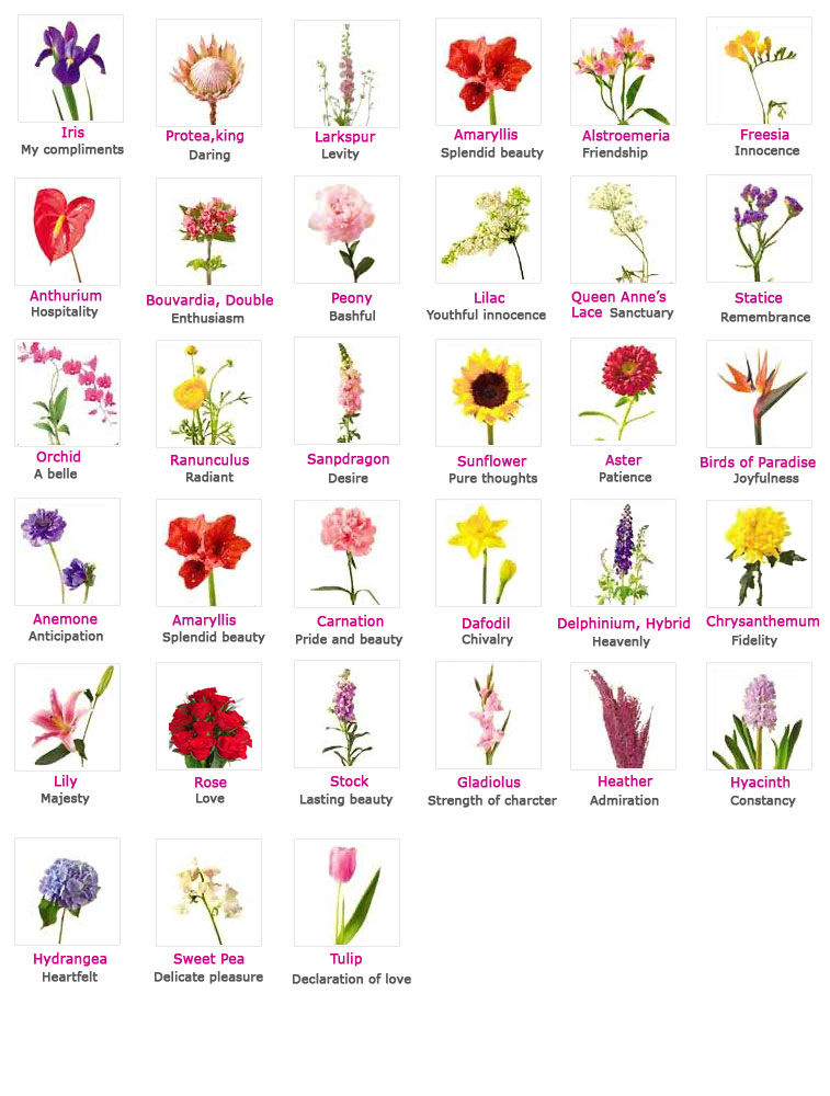 Understanding The Language Of Flowers